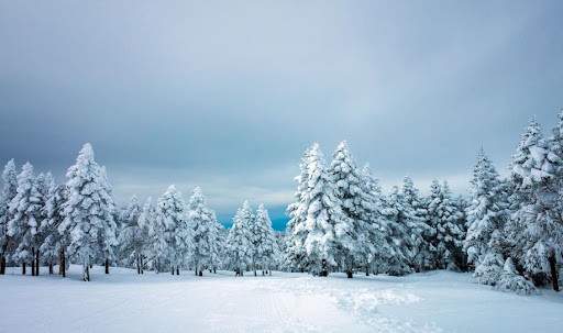 Forest of Norway spruce trees covered in snow  - Annelie Holmene Pelaez, Northbound Spry