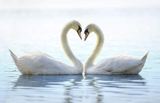 Two doves making a heart with their beaks and necks.